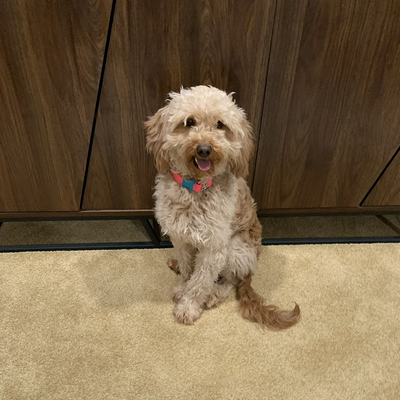 I got to poodle a doodle today! My first time doing bracelets! I was so  excited when her mom showed me Miami cut poodle pictures as inspiration :  r/doggrooming